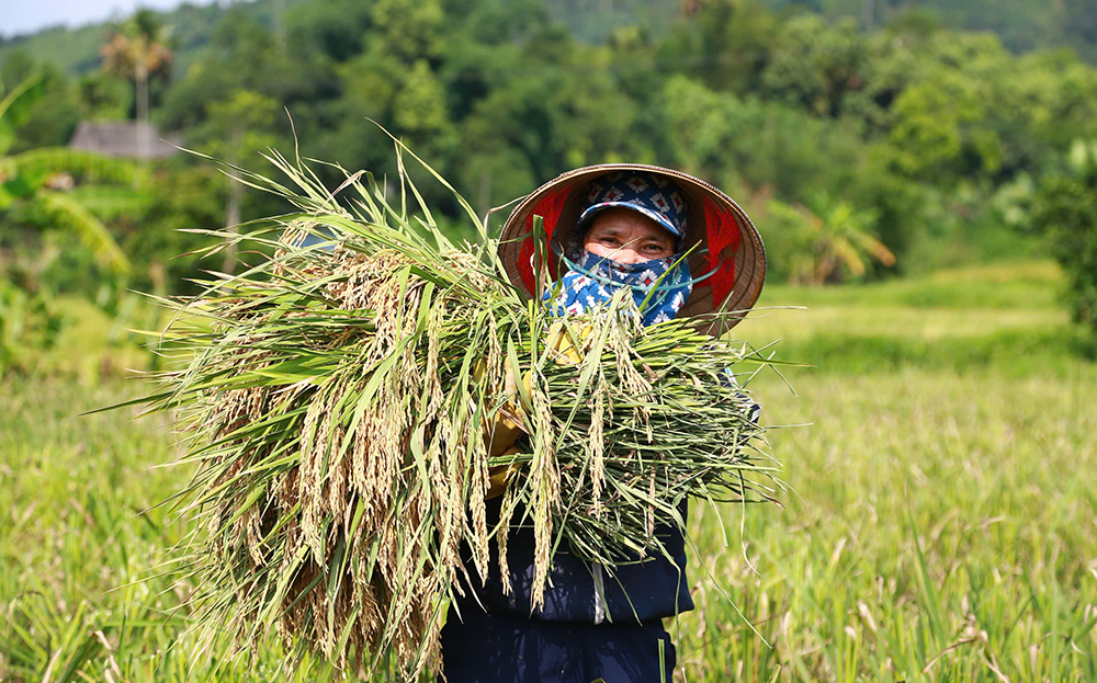 Đa lợi ích từ mô hình “trồng lúa xanh”