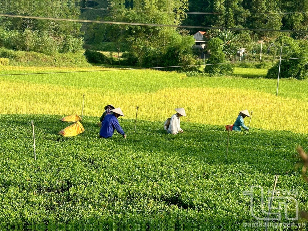 Nhiều hộ dân ở Thái Nguyên đã sản xuất chè theo hướng hữu cơ, đảm bảo an toàn thực phẩm, đáp ứng nhu cầu người tiêu dùng.
