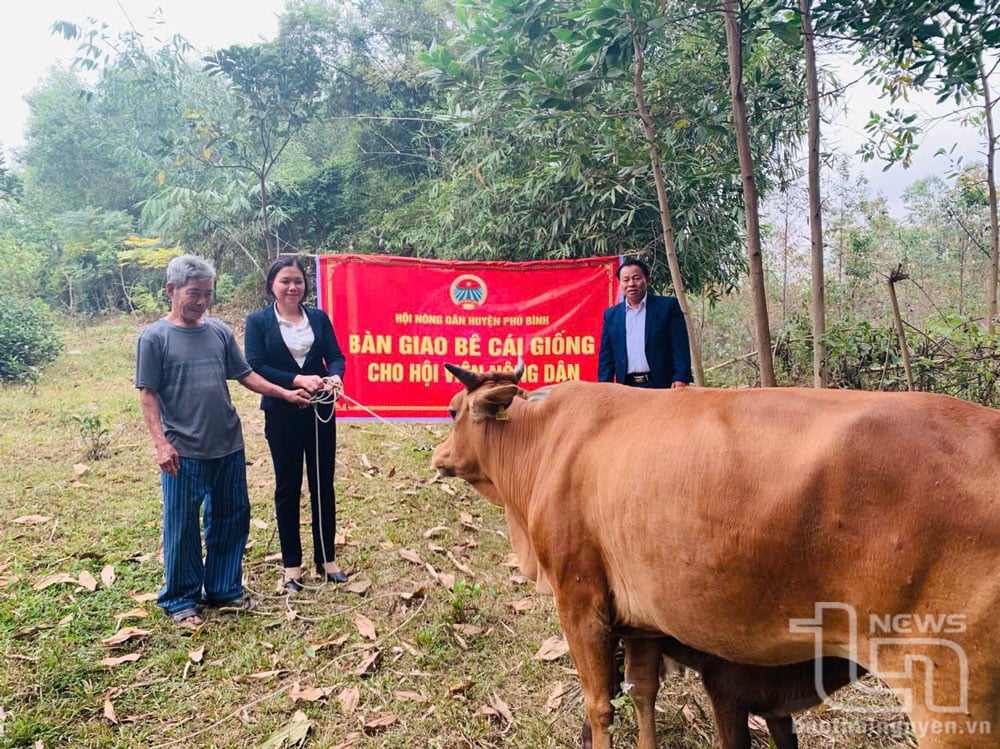 Hội Nông dân huyện là cơ quan được giao tham mưu và triển khai thực hiện chương trình cho vay bê cái giống thông qua Quỹ Xuân Dịp.