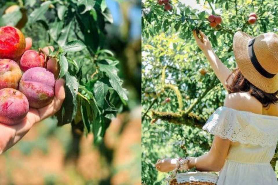 Traveling to Moc Chau in plum season: Experience the delicious taste of the Northwest that cannot be missed