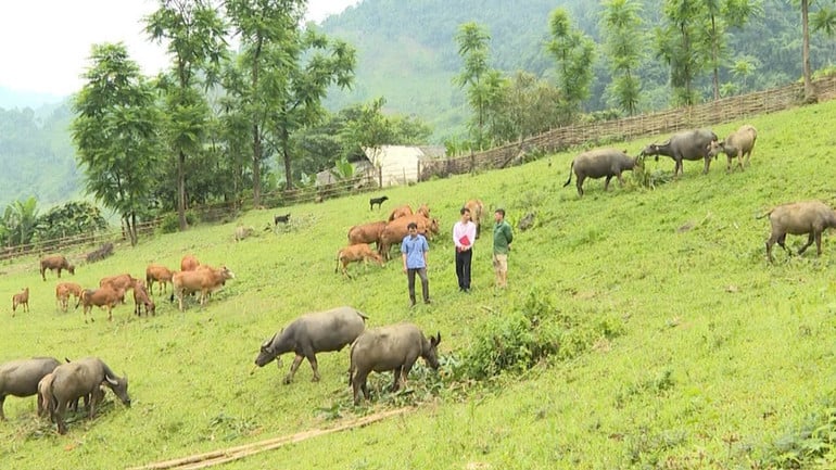 t5-mo-hinh-chan-nuoi-trau-bo-sinh-san-cua-gia-dinh-anh-duong-van-thanh-thon-khuoi-tra-xa-co-linh-pac-nam.jpg