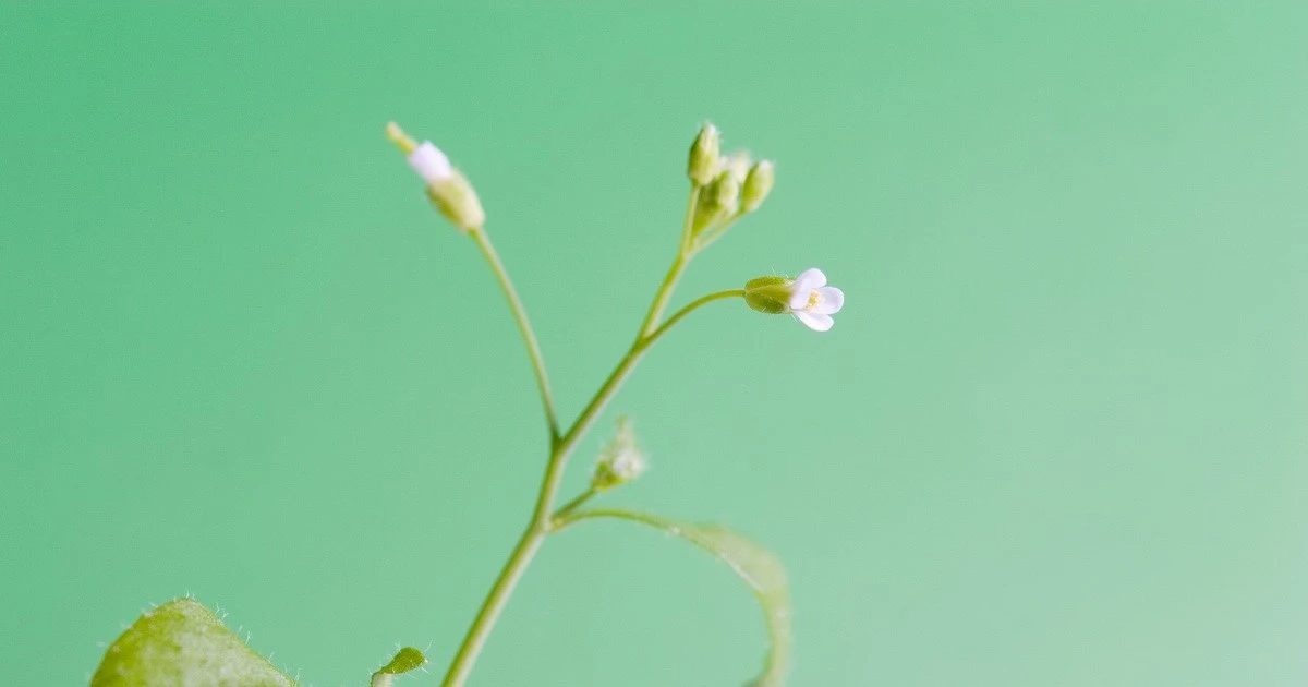 កំពុងអភិវឌ្ឍ PlantGPT - ជំនួយការ AI ដំបូងបង្អស់សម្រាប់ហ្សែនរុក្ខជាតិ