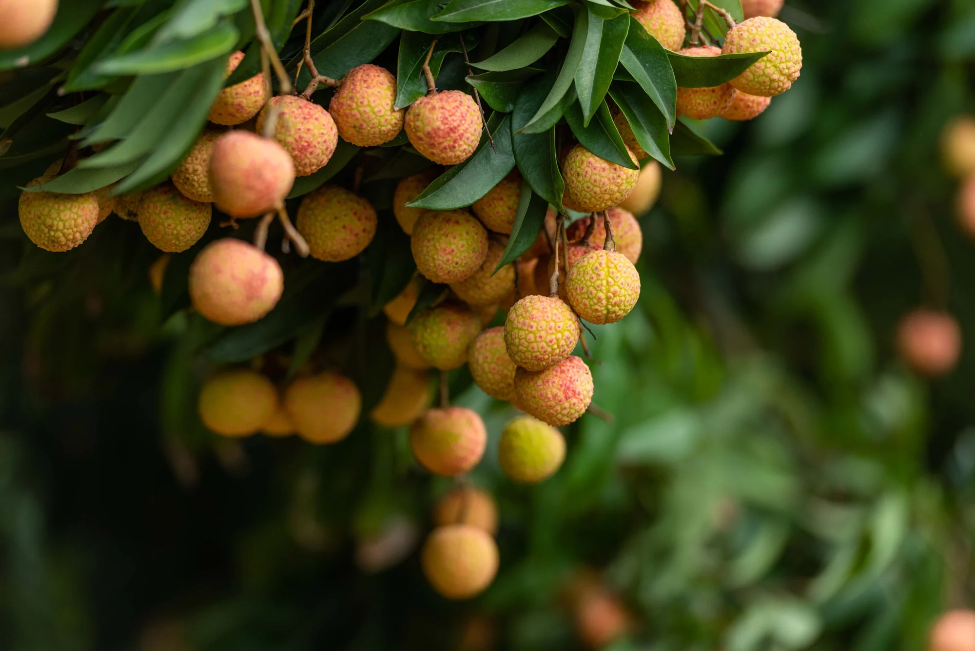 សួន Lychee នៅ Hai Duong ត្រូវ​បាន​គេ​ប្រដូច​ទៅ​នឹង​ព្រៃ​បុរាណ​តូច​មួយ ដែល​ទាក់ទាញ​ភ្ញៀវ​ទេសចរ។