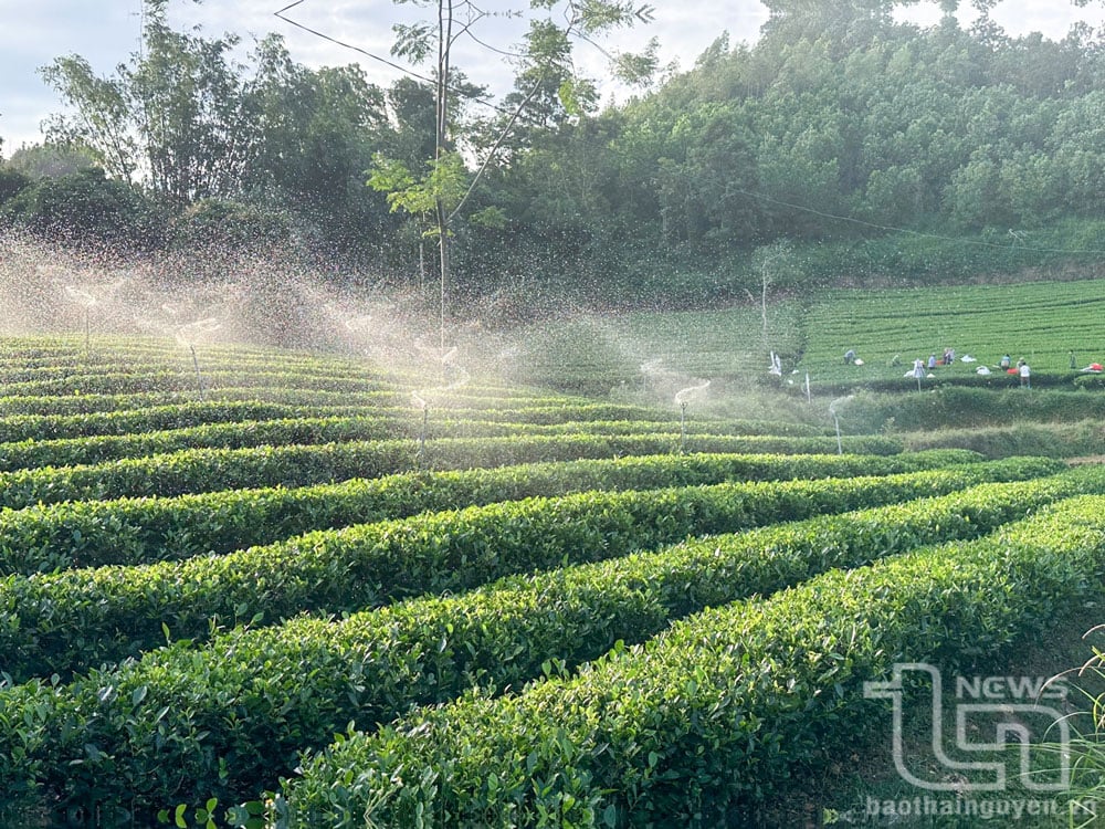 Việc ứng dụng công nghệ, tưới chè tự động đang được áp dụng rộng rãi tại các vùng chè trong tỉnh.
