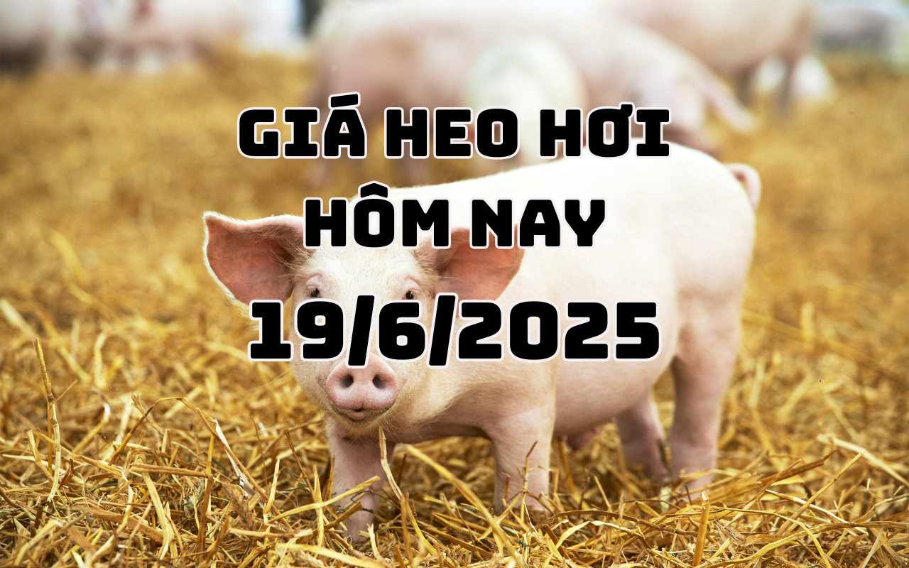 តម្លៃជ្រូកថ្ងៃនេះ ថ្ងៃទី 19 ខែមិថុនា ឆ្នាំ 2025 ស្ថិតស្ថេរ 68,000 - 73,000 ដុង/គីឡូក្រាម
