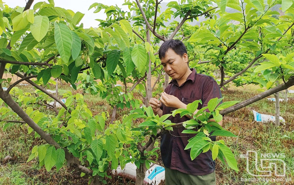 Menschen im Weiler Trung Son (Gemeinde Quang Son, Dong Hy) bestäuben Zimtapfelbäume.