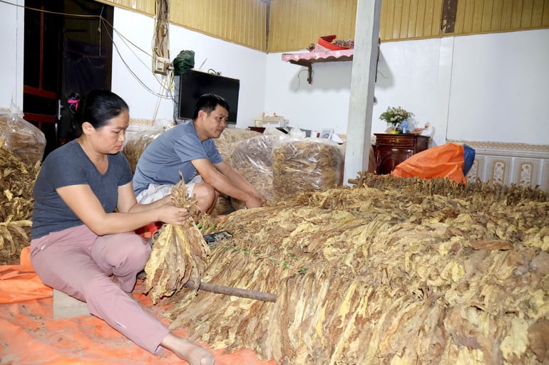 นายดิงห์ กวาง ฮวง และภริยา บ้านนากา ตำบลซีบิ่ญ (บ๊าชทอง) รู้สึกตื่นเต้นเนื่องจากปีนี้ราคาบุหรี่ยังคงสูงอยู่