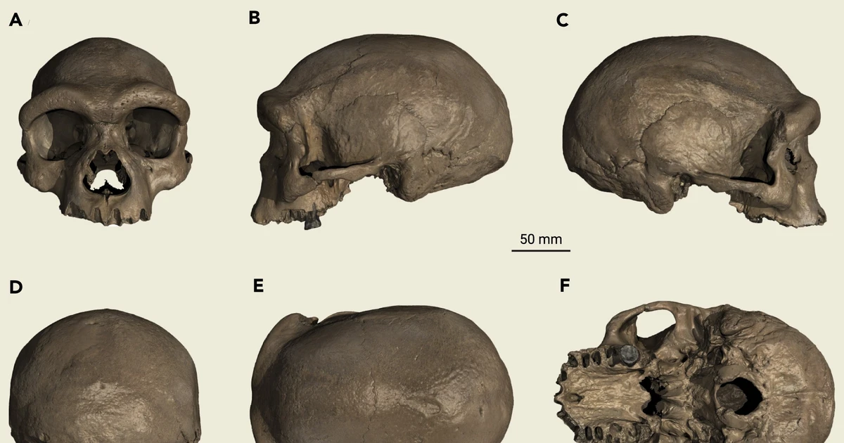 លលាដ៍ក្បាល Denisovan ពេញលេញដំបូងបង្ហាញពីរូបរាងរបស់បុព្វបុរសបុរាណ