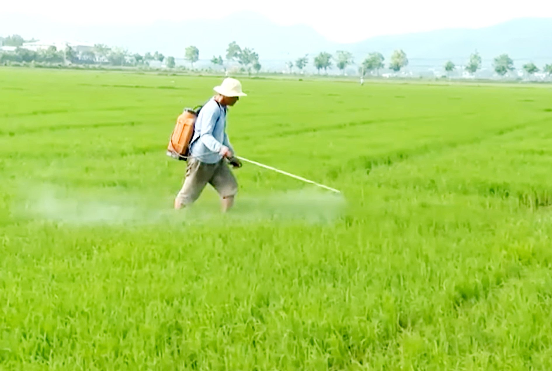 Nông dân huyện Long Đất phun thuốc phòng trừ sâu bệnh cho cây lúa.