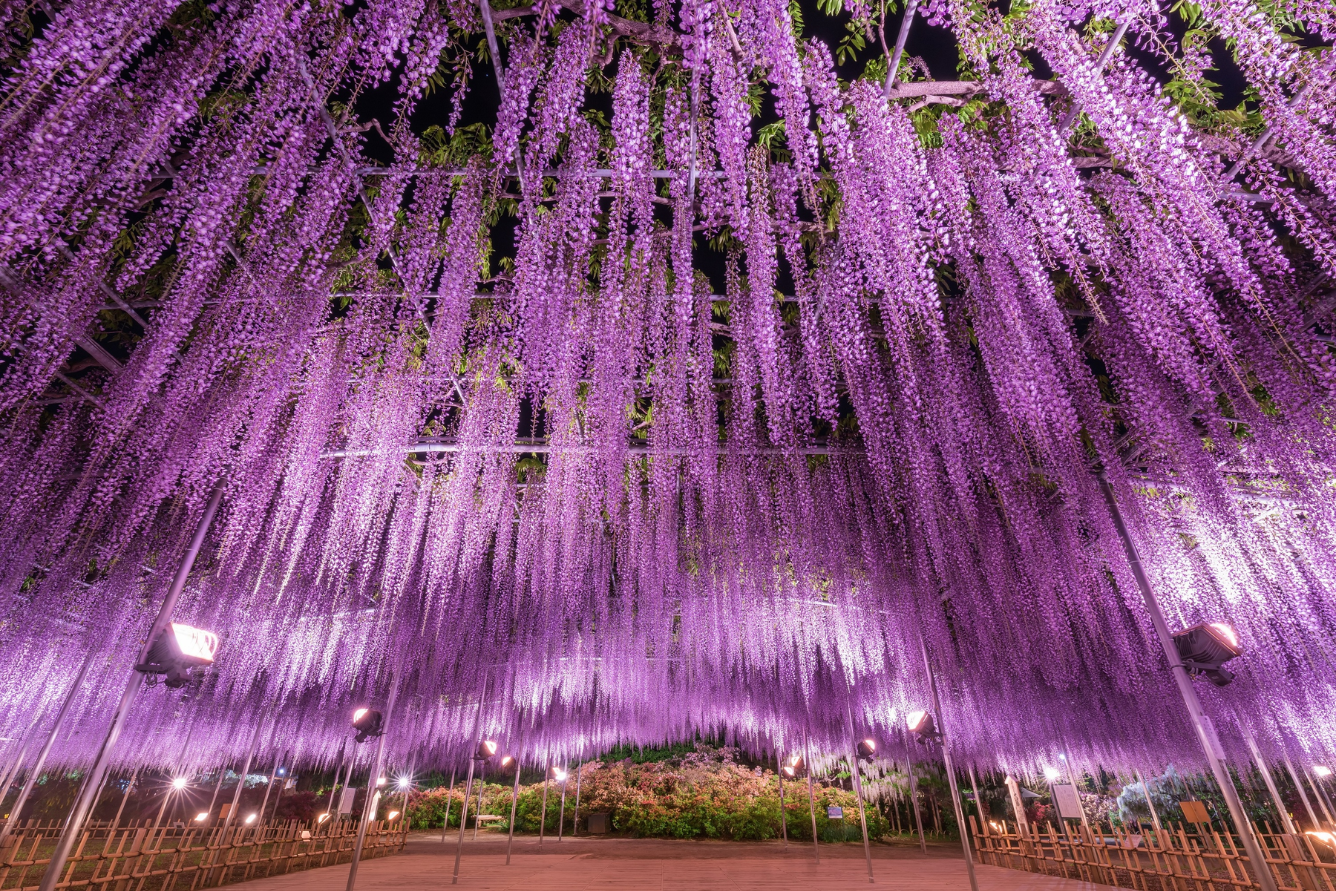 ការមើល Wisteria នៅឧទ្យានផ្កា Ashikaga: កូអរដោនេដ៏ស្រស់ស្អាតដែលមិនត្រូវខកខាន
