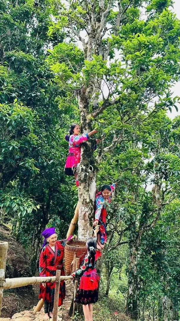'Làm du lịch bằng trái tim' - hành trình lan tỏa OCOP của chàng trai Tủa Chùa