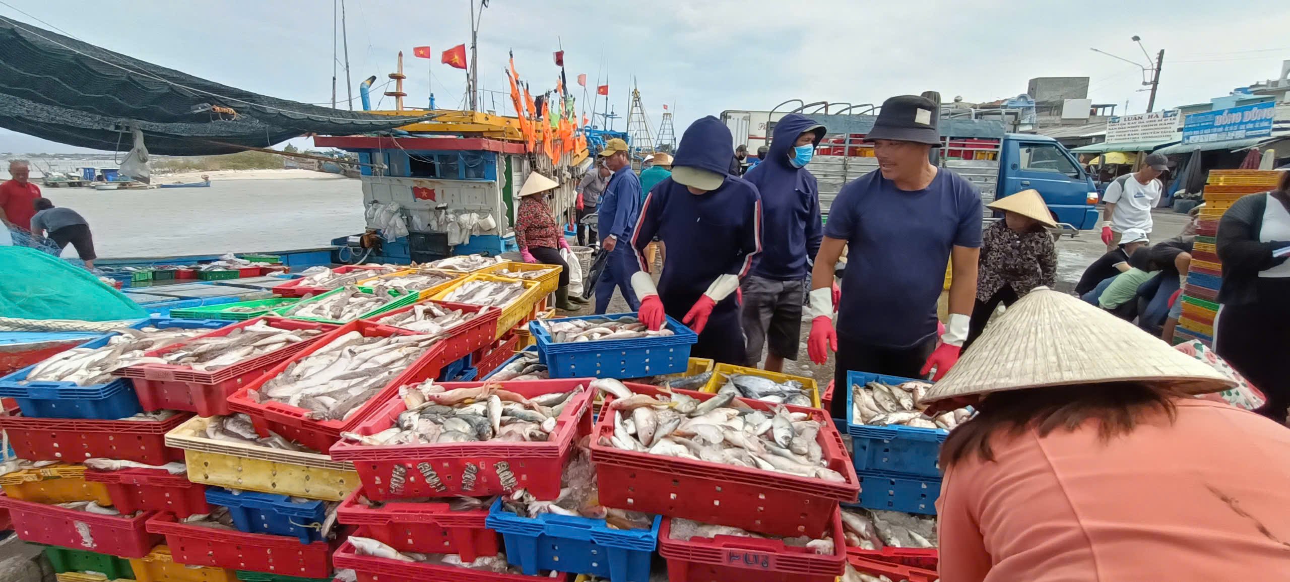 タン フオック港 (ロン ダット地区) に到着する魚介類。低価値の動物飼料として使用されるイルカの種類も多数。