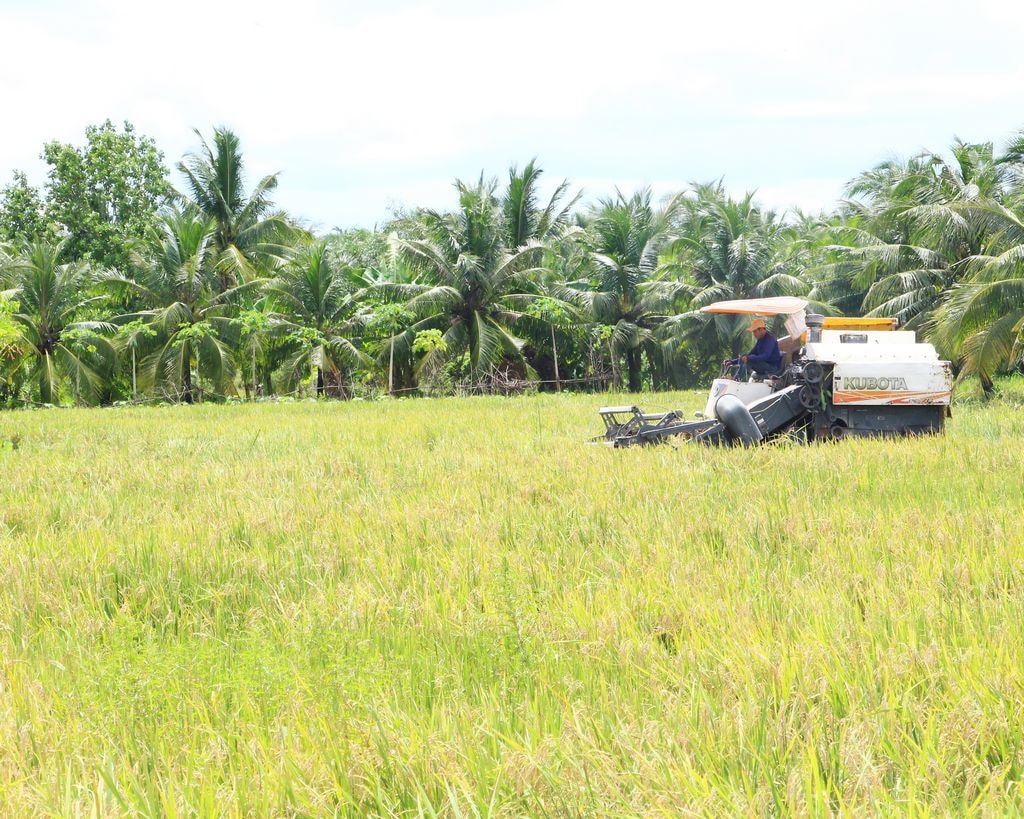 Giá lúa gạo 2/6: Thị trường duy trì ổn định