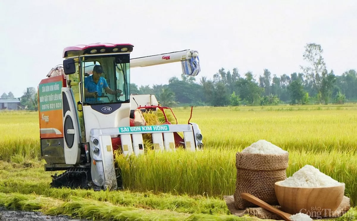 Giá lúa gạo hôm nay ngày 2/6: Gạo nguyên liệu giảm mạnh
