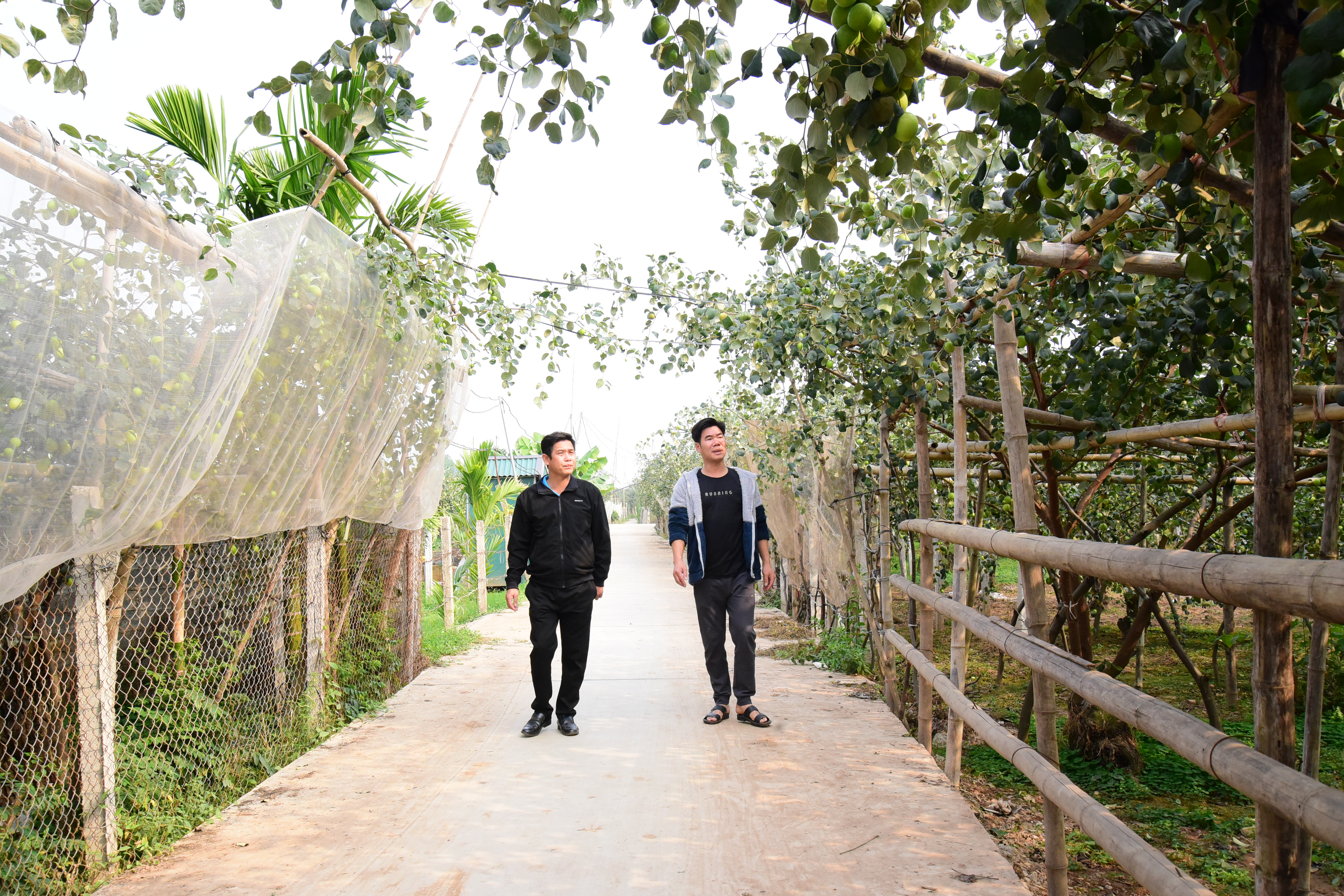 Thanh Son farmers compete in good production and business