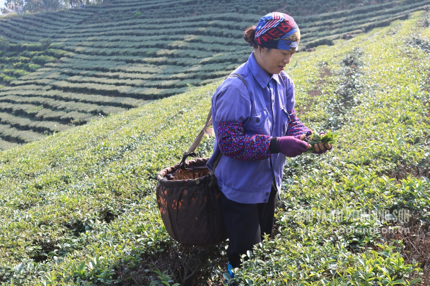 Người dân thị trấn Nông trường Thái Bình phát triển kinh tế từ trồng chè 