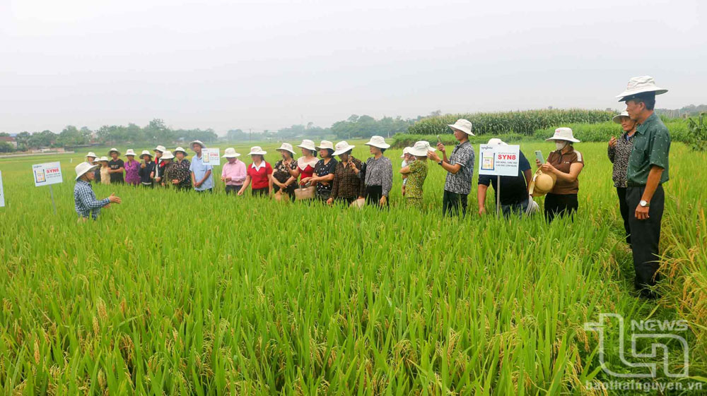 Giống lúa lai 3 dòng Syn8 gieo cấy trong vụ xuân năm 2025 tại xã Nga My (Phú Bình) cho năng suất lên đến 88 tạ/ha.