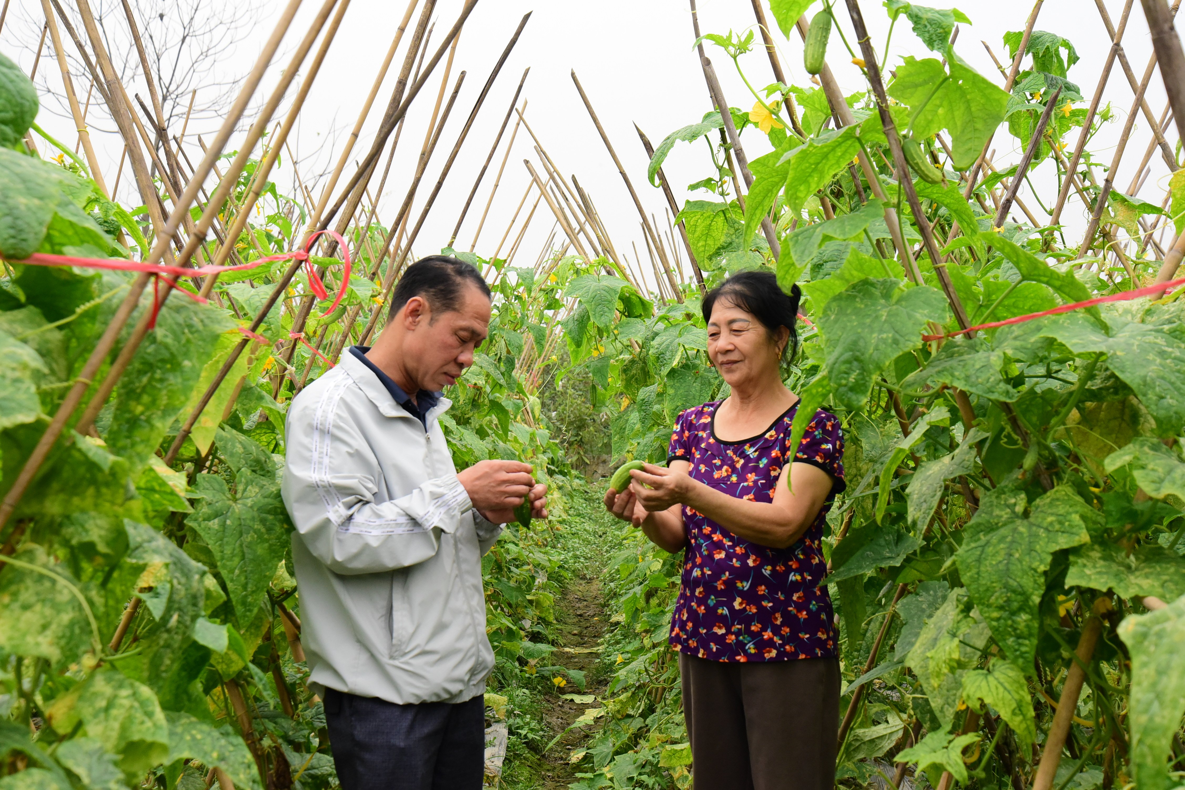 Thanh Son farmers compete in good production and business