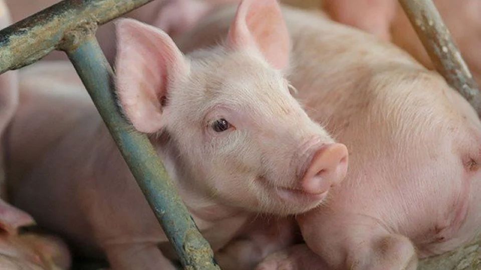 Giá heo hơi ngày 31/5/2025: Miền Nam tiếp tục giữ mức giá đỉnh