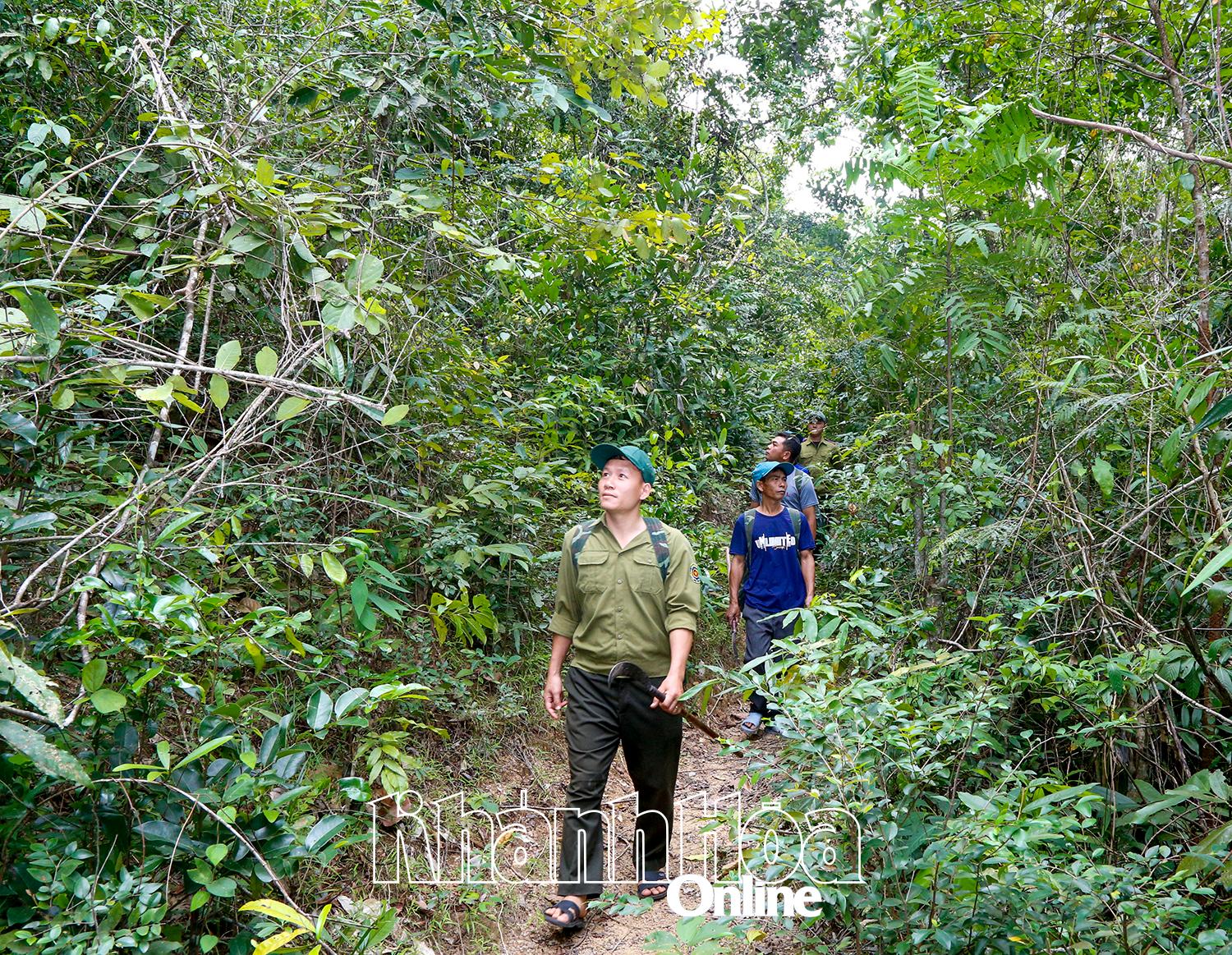 កម្លាំង​ជំនាញ​ការពារ​ព្រៃឈើ​នៃ​គណៈកម្មាធិការ​គ្រប់គ្រង​ការពារ​ព្រៃឈើ Khanh Hoa ភាគខាងត្បូង​ចុះ​ល្បាត​ការពារ​ព្រៃឈើ។