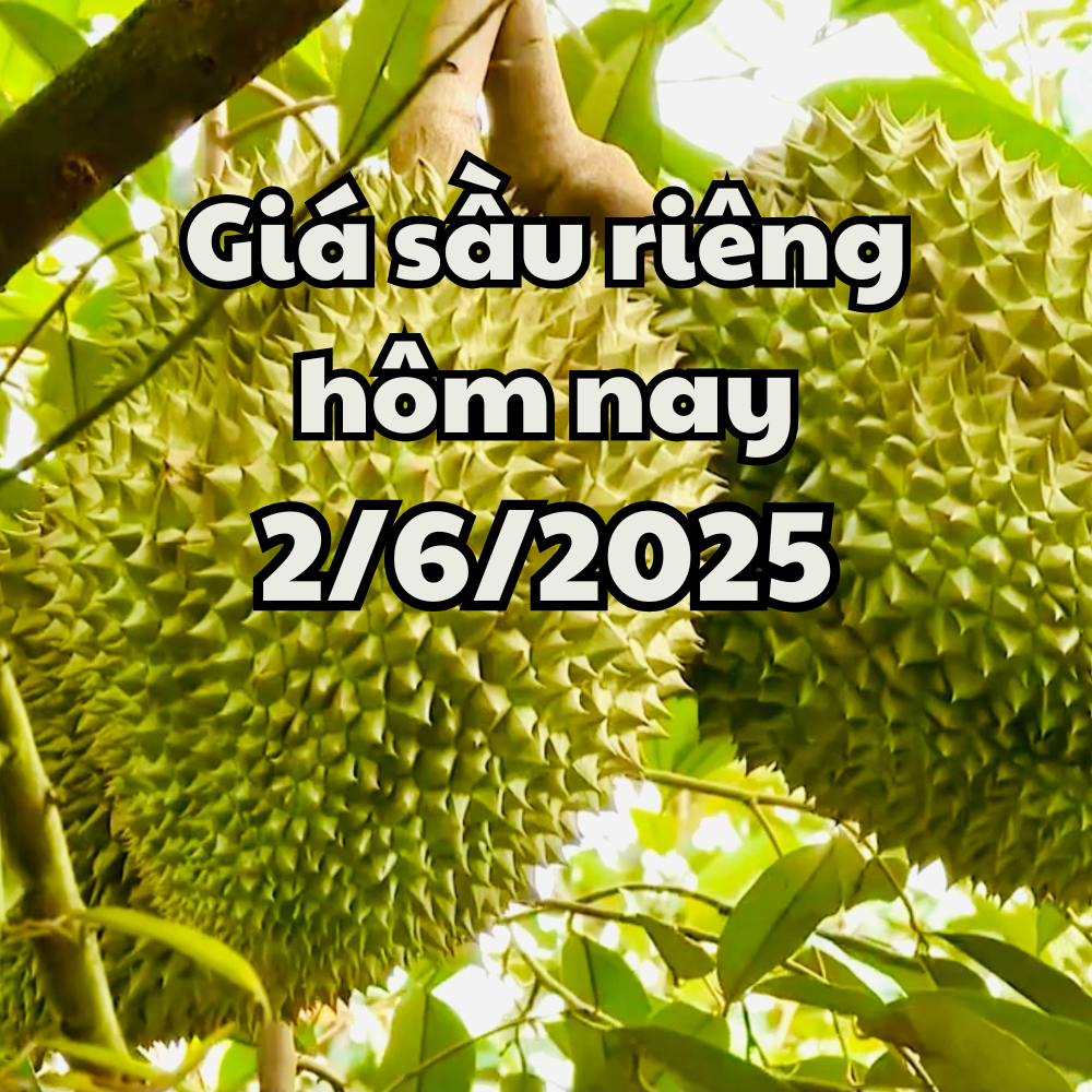 Giá sầu riêng hôm nay 2 6 2025 Nhiều lô hàng bị cấm thông quan