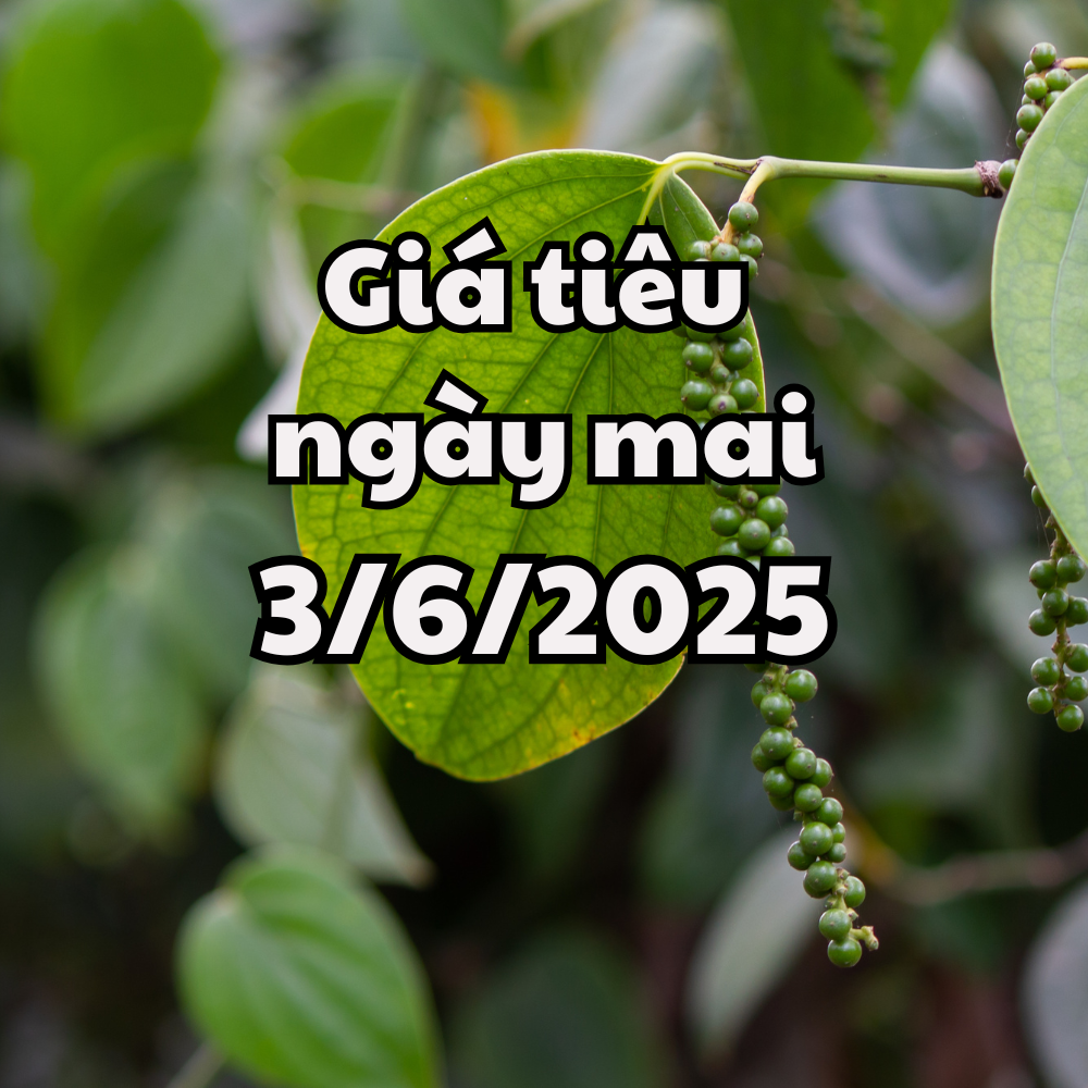 Tin tức, dự báo giá tiêu ngày 3 6 2025 tiếp đà phục hồi tăng mạnh
