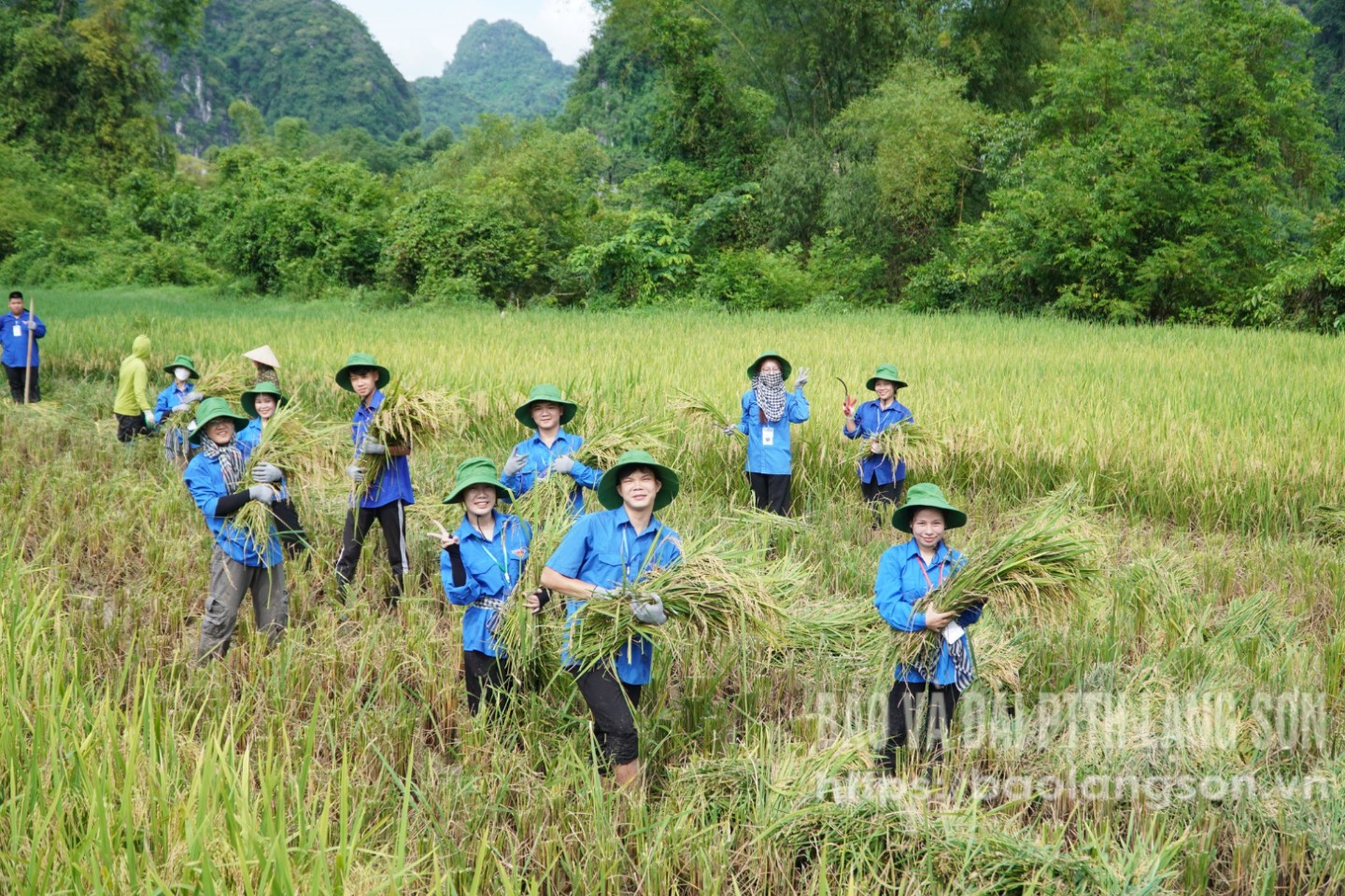 Các sinh viên trong Hội đồng hương sinh viên Lạng Sơn tại Hà Nội giúp bà con nông dân gặt lúa trong chương trình “Mùa hè xanh” năm 2024 tại  xã Hữu Liên, huyện Hữu Lũng 