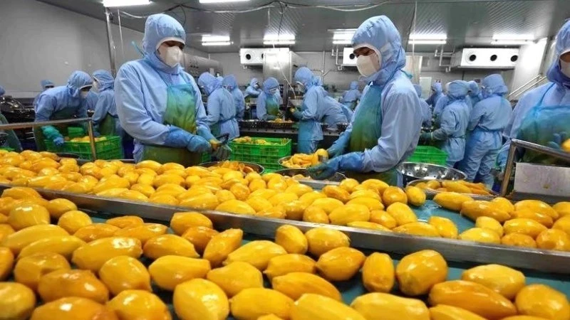 Переработка манговой продукции на экспорт. (Иллюстрация на фото: VNA)