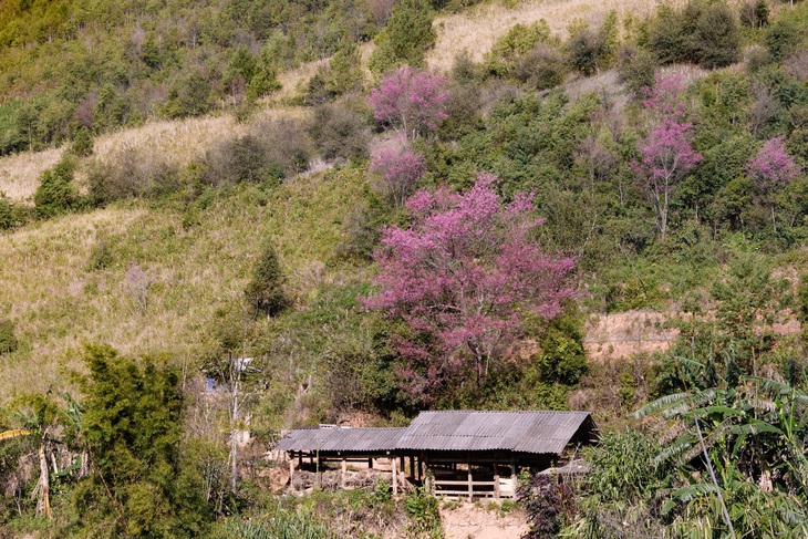 lào cai - Ảnh 3.