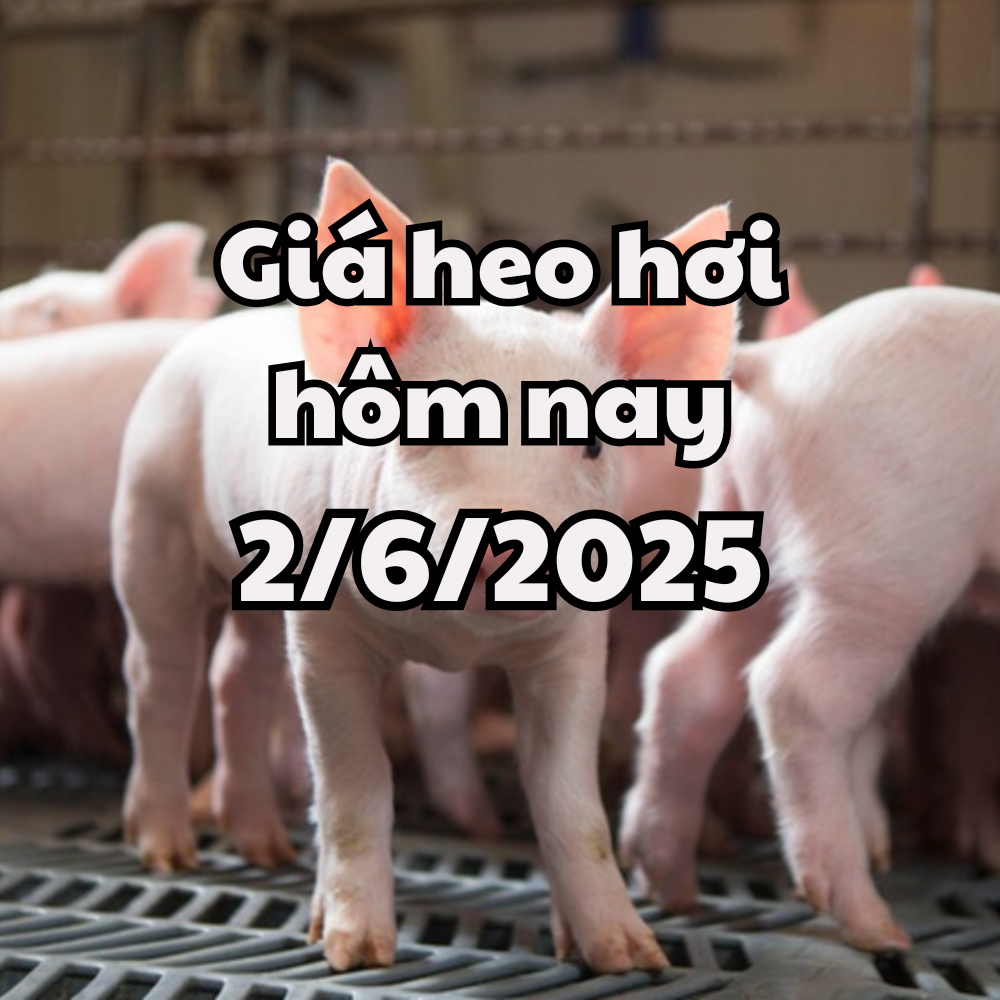 Giá heo hơi hôm nay 2 6 2025 Miền Bắc và Trung có thêm đợt tăng mới
