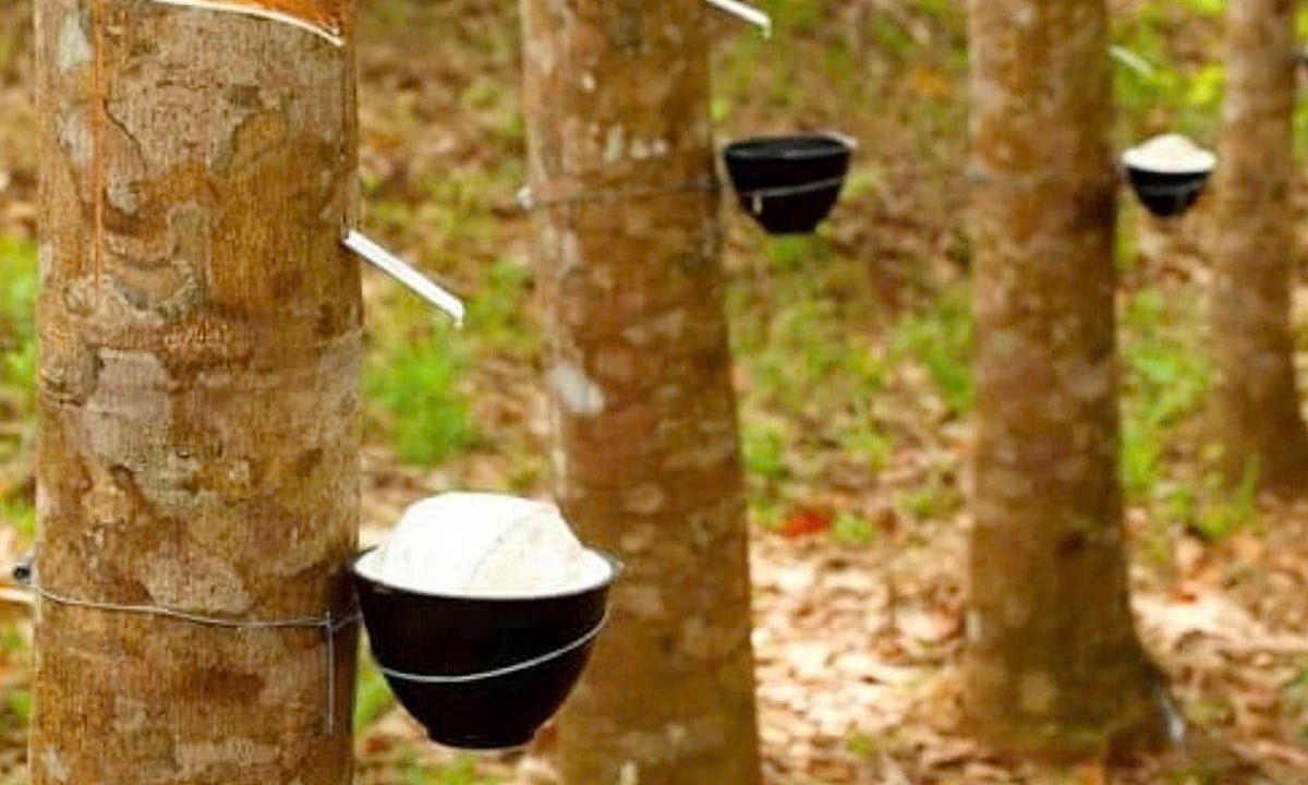 Rubber price today 16 Decreased simultaneously