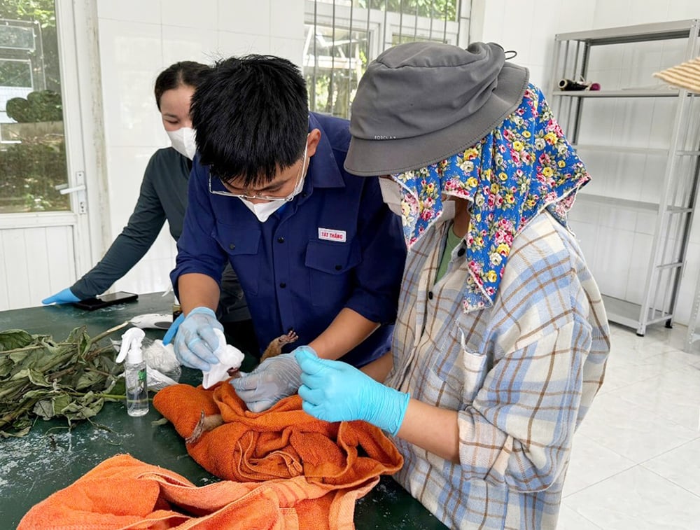Trung tâm Cứu hộ, bảo tồn và Phát triển sinh vật tiến hành kiểm tra y tế ban đầu cá thể cu li nhỏ.
