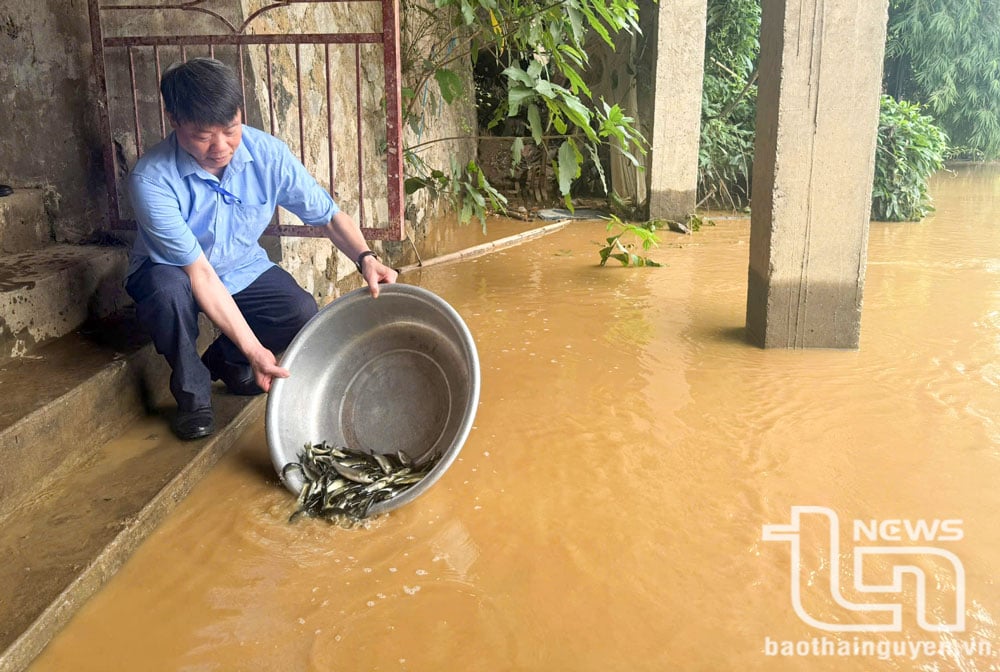 El Departamento Provincial de Ganadería, Veterinaria y Pesca organiza anualmente la liberación de peces en el río Cau y en grandes embalses.