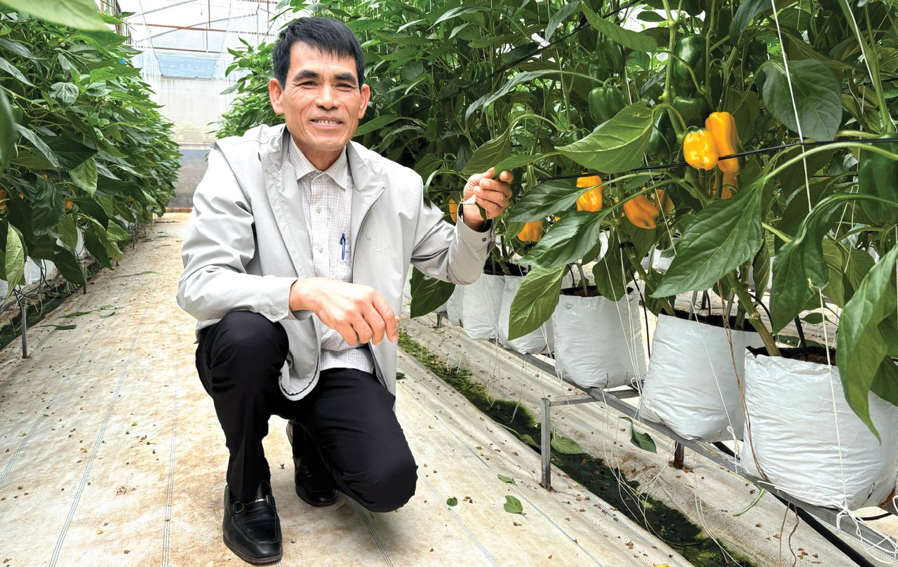 Director of An Phu Cooperative Le Van Ba ​​next to the chili garden