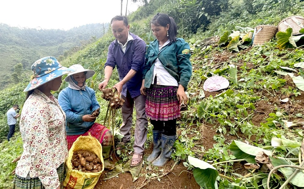 Người dân xã Bản Mù, huyện Trạm Tấu thu hoạch khoai sọ.