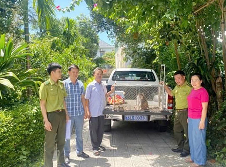 Tiếp nhận cá thể khỉ vàng do người dân huyện Tuyên Hoá tự nguyện giao nộp.