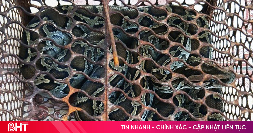 Bàn giao cá thể trăn đất quý hiếm cho Vườn Quốc gia Vũ Quang