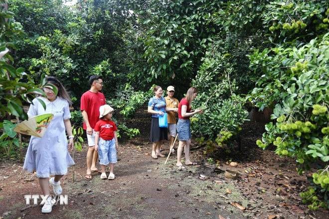 ttxvn-trai-cay-chin-khong-deu-du-lich-vuon-o-dong-nai-gap-kho-8096931.jpg