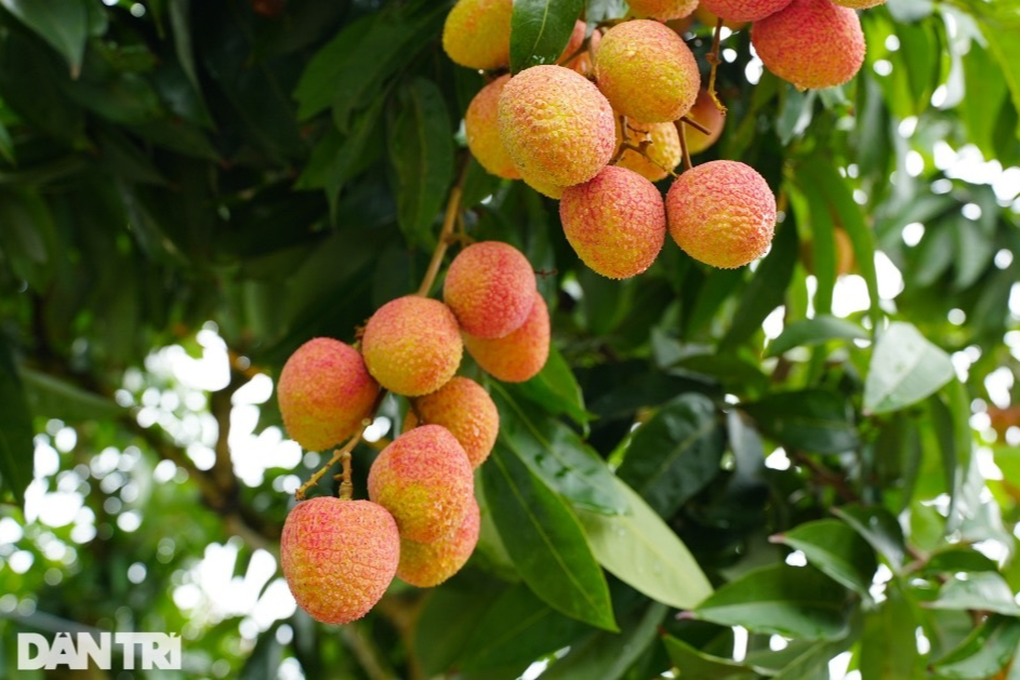 Mỗi ngày bạn nên ăn bao nhiêu quả vải? - 1