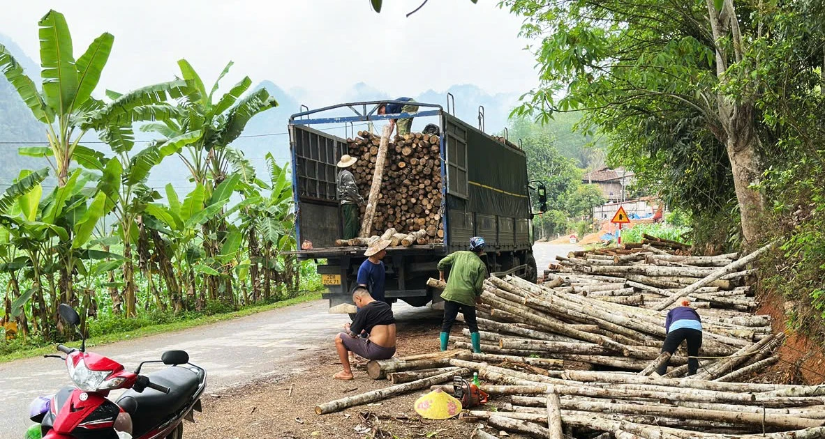 Chương trình phát triển lâm nghiệp bền vững tỉnh Bắc Kạn - Kỳ 1: Hiệu quả thiết thực từ chương trình