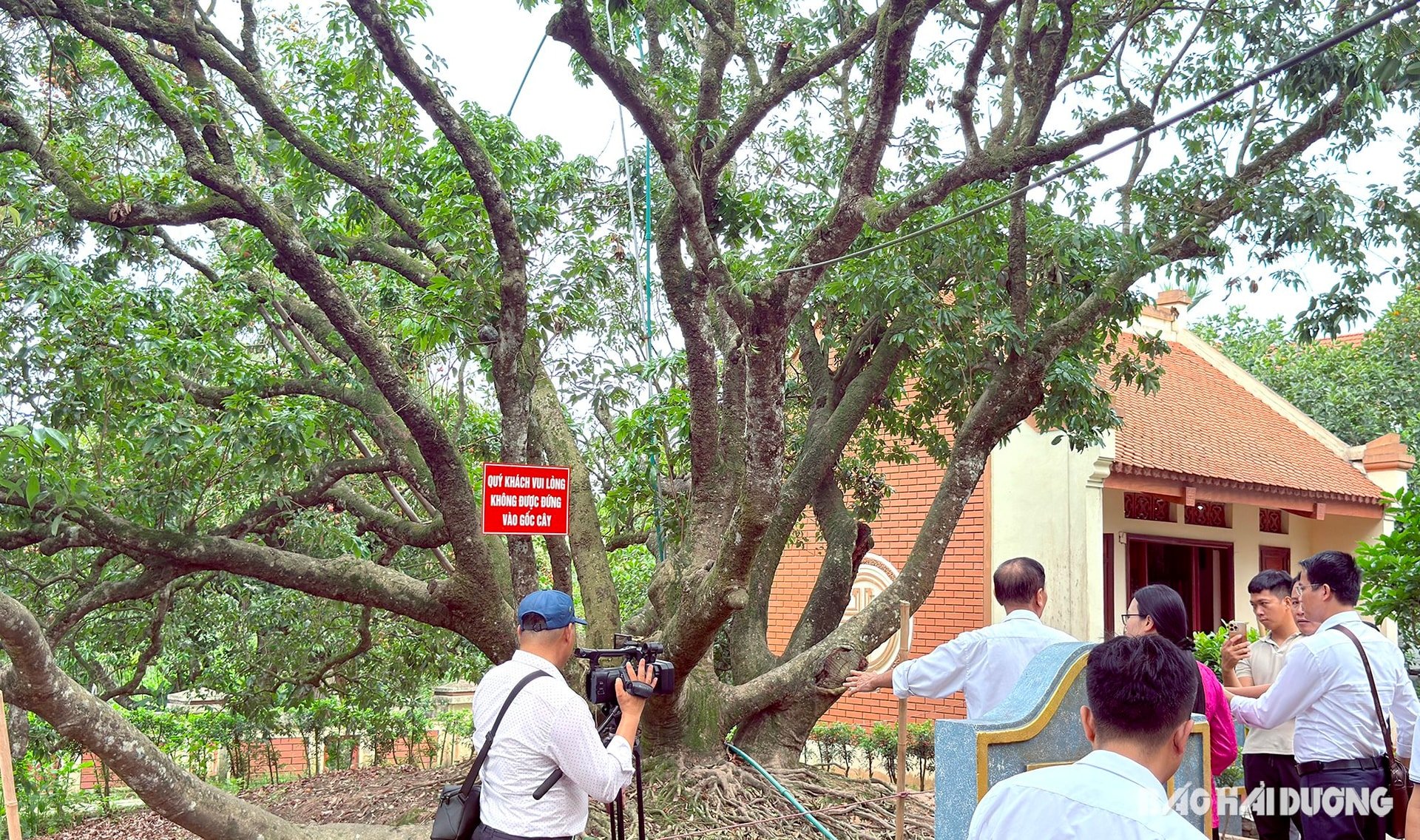 big shoulder tree
