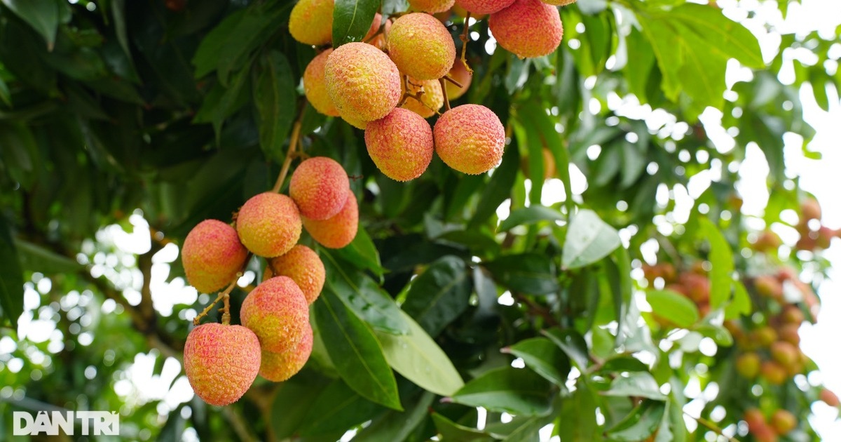 តើ​គួរ​ញ៉ាំ​ផ្លែ​ល្ហុង​ប៉ុន្មាន​ក្នុង​មួយ​ថ្ងៃ?