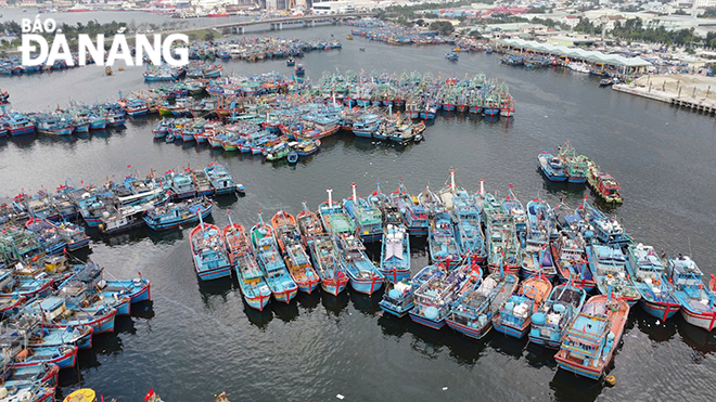 Đà Nẵng triển khai quyết liệt các giải pháp chống khai thác hải sản bất hợp pháp nhằm hướng đến phát triển nghề cá bền vững. TRONG ẢNH: Tàu thuyền neo đậu tại âu thuyền và cảng cá Thọ Quang. Ảnh: TRẦN TRÚC