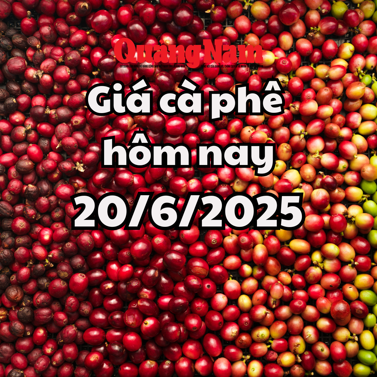 Cập nhật giá cà phê hôm nay 20 6 2025 mới nhất Sắp về mốc 100.00 đồng kg