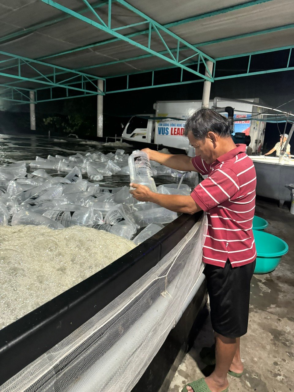 Thả giống ương vụ tôm mới ở HTX Quyết Thắng  (TP.Bà Rịa).