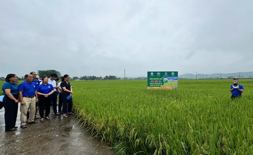 Các đại biểu tham quan mô hình trồng lúa Việt lai 20.