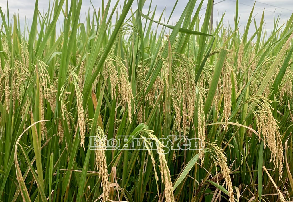 Những bông lúa nặng trĩu, chín vàng chờ máy gặt...