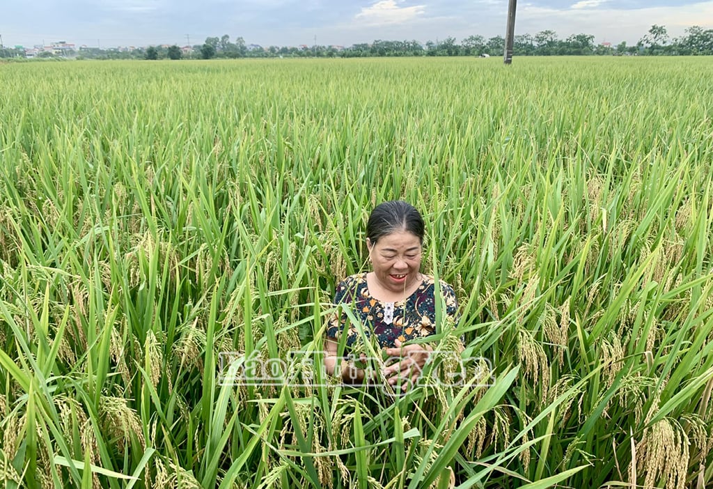 Bà Đỗ Thị Xoa, xã Đồng Tiến (Khoái Châu) phấn khởi vì vụ này lúa được mùa