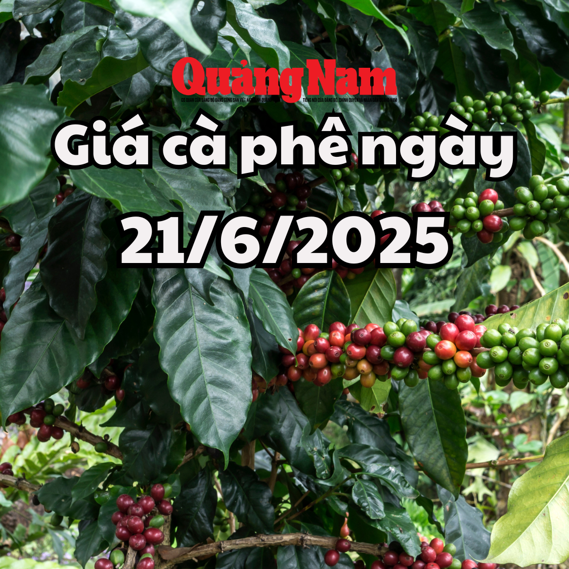Tin tức, dự báo giá cà phê ngày mai 21 6 2025 khó để tạo đột biến mới