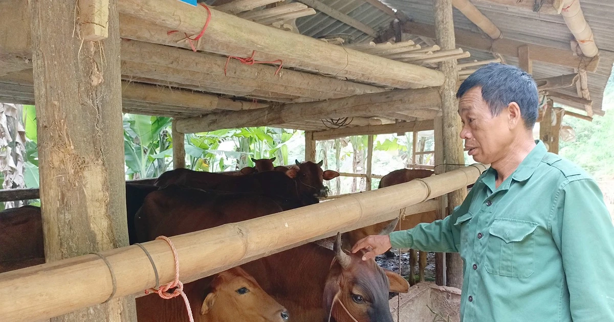 Mô hình chăn nuôi bò lai an toàn, khép kín